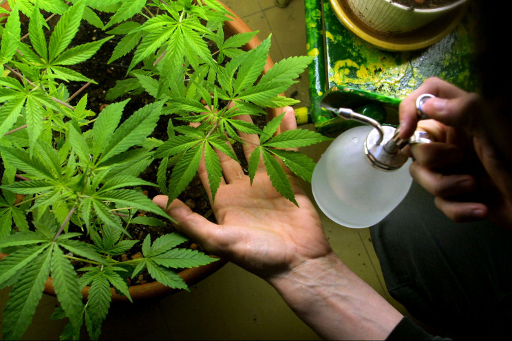 Quando la coltivazione di marijuana destinata ad uso personale è penalmente sanzionabile? Commento dell'Avv. Montesano e della Dott.ssa Pugliese 